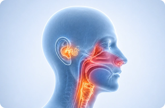 ENT / Head & Neck Surgery